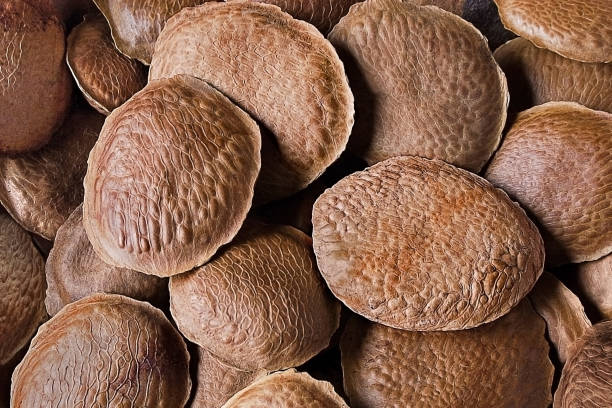 istock Sucupira brazilian seeds 1865629975