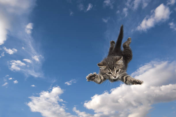 Cat jumps and swims air stock photo