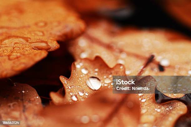 Caduta Foglie Coperta Con Le Gocce Dacqua - Fotografie stock e altre immagini di Acqua - Acqua, Ambientazione esterna, Antico - Vecchio stile