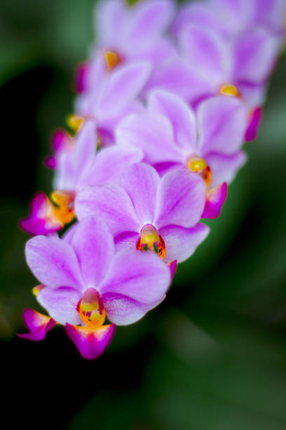 istock Plants or weeds that grow in nature or forest. 1865632099