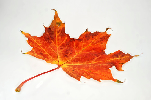 Maple leaf in autumn clippers