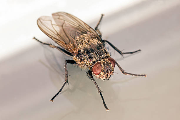 istock House fly macro oblique view on white and gray 186563237