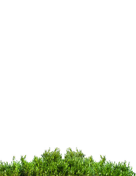 Green leaves on folder creased white  paper background
