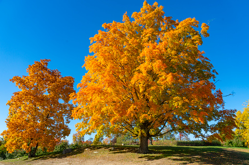 colorful autumn trees in sunny day