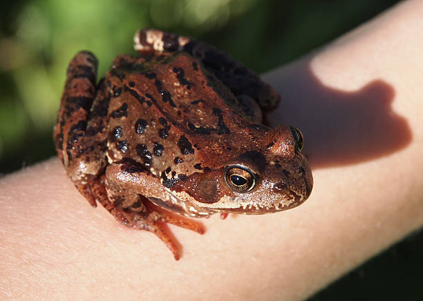 istock Photo of a frog sitting 186564787
