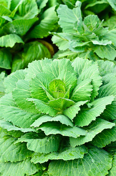 istock Fresh green cabbage in garden 186564805