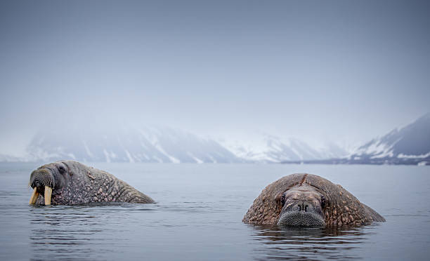 tricheco in habitat naturale artico svalbard norvegia - tricheco foto e immagini stock