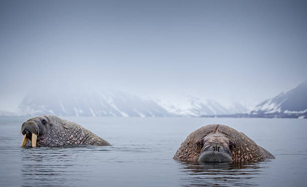 Walrus in natural Arctic habitat Svalbard Norway Walrus in arctic water on Spitsbergen/Svalbard in the North Pole region walrus photos stock pictures, royalty-free photos & images