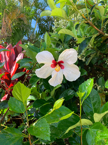 A pretty white flower with some pink and yellow in the center. Behind it is a background is full of green vibrant leaves.