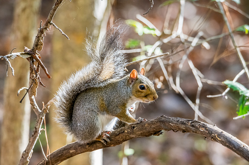 Grey Squirrel Perched on a Tree Limb