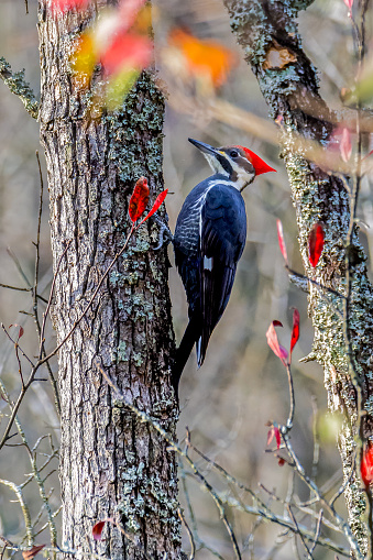 A female Pileated Woodpecker (Dryocopus pileatus) resting on the side of an oak tree.  The Pileated Woodpecker is the largest of the woodpeckers found in the United States, almost the same size as an American Crow.