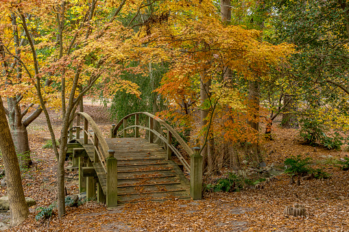 Wooden Bridge Among the Autumn Trees in Newport News, Virginia.