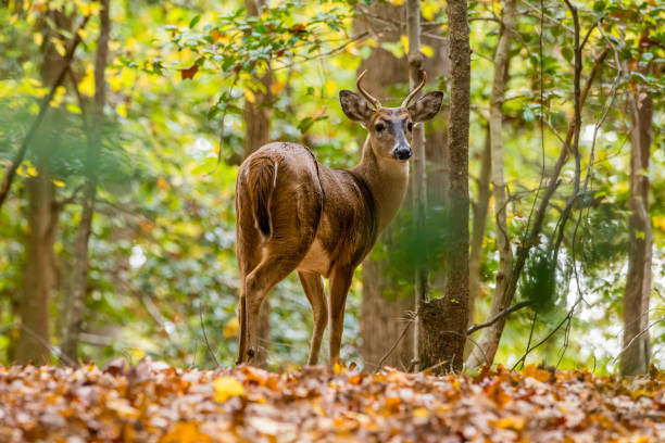 istock Whitetail Deer Standing in the Woods 1865658115