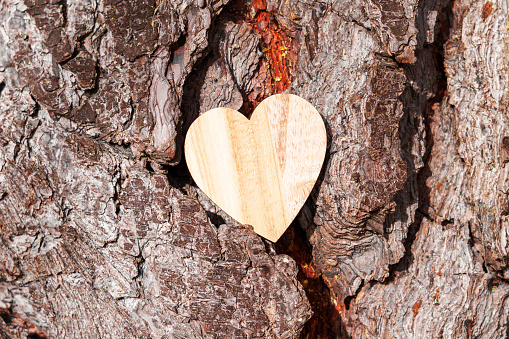 Close-up of a red heart drawn on the bark of a tree. Man-made symbol of love