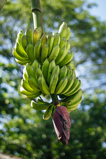 Bunch of bananas, Banana tree with a bunch of ripe bananas growing, plantation rainforest background