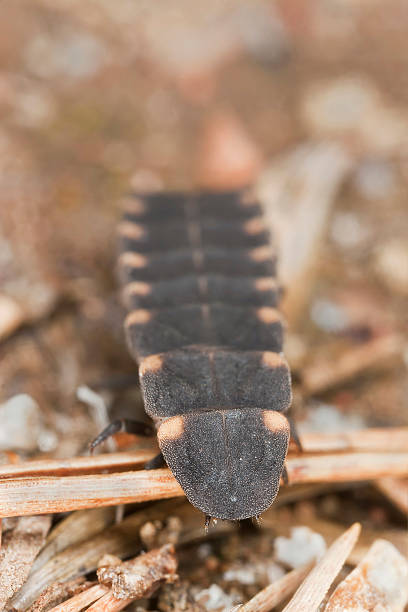Common glow-worm, Lampyris noctiluca Common glow-worm, Lampyris noctiluca lampyris noctiluca stock pictures, royalty-free photos & images