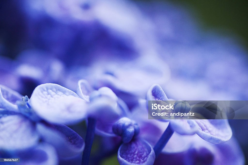 Flores de Hortênsia - Foto de stock de Azul royalty-free