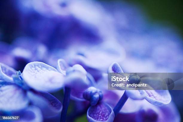 Foto de Flores De Hortênsia e mais fotos de stock de Azul - Azul, Beleza natural - Natureza, Cabeça da flor