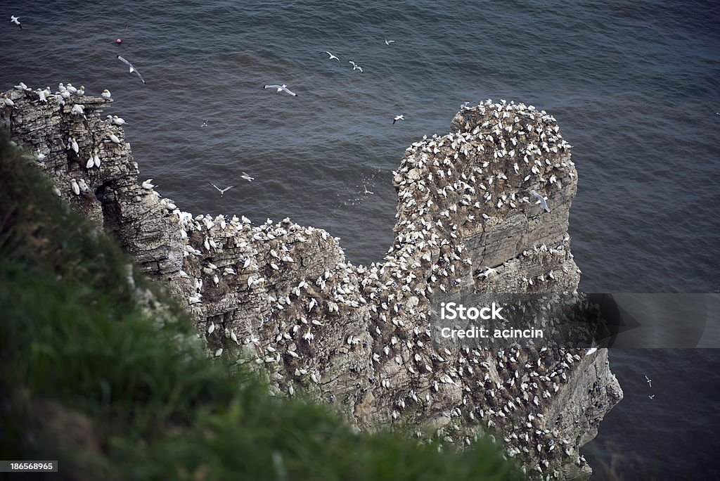 Ganso patola - Royalty-free Bempton Cliffs Foto de stock