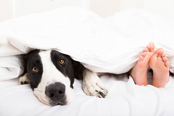 istock Young boy laying in bed with his dog 186568990