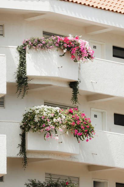 istock Bougainvillea Blossoms on Balconies 1865691149