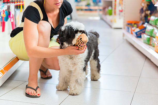 istock Cute Tibetan Terrier in pet store with muzzle 186569494