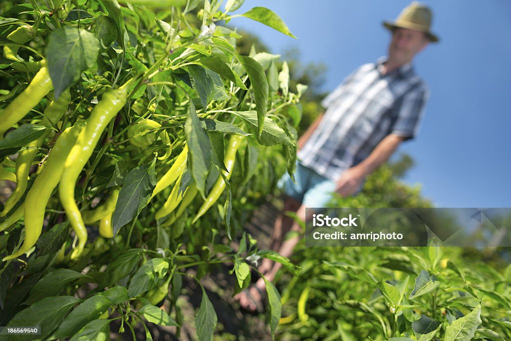 A colheita em campo de chilli - Royalty-free 70 anos Foto de stock