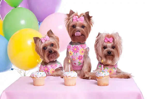 Photo of Yorkshire Terrier Dog Party