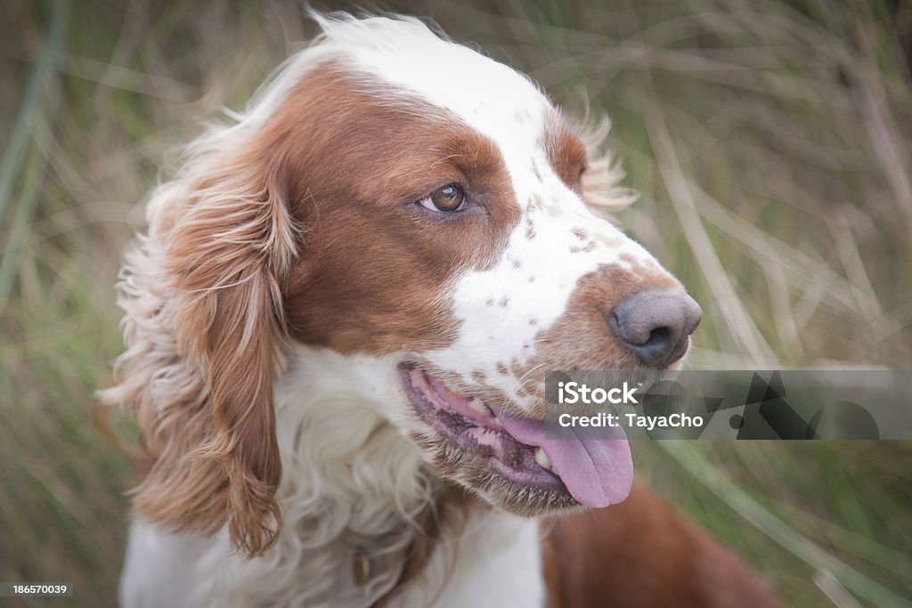 Welsh Springerspaniel - Lizenzfrei Welsh Springerspaniel Stock-Foto