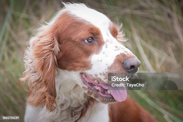 Welsh Springerspaniel Stockfoto und mehr Bilder von Welsh Springerspaniel - Welsh Springerspaniel, Farbbild, Fotografie