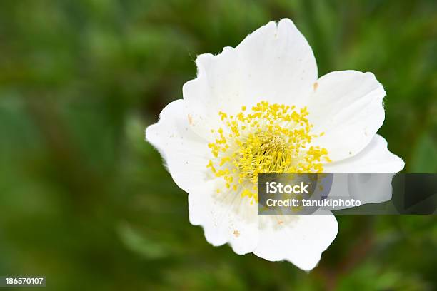 Glacier Buttercup Stock Photo - Download Image Now - Buttercup, Color Image, Colors