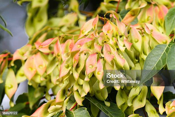 Fliegende Samen Am Baum Im September Of Heaven Stockfoto und mehr Bilder von Ahornsame - Ahornsame, Baum, Farbbild