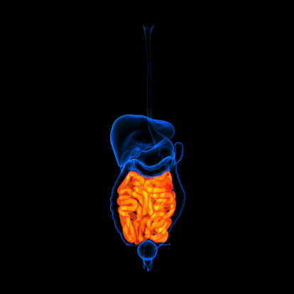 Small Intestine Colored Human Digestive System Small Intestine Red Colored Front View Stock ...