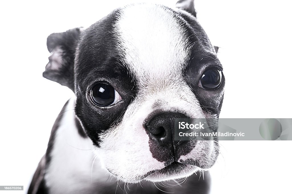 With this look, you cant resist me Sad look puppy Animal Stock Photo