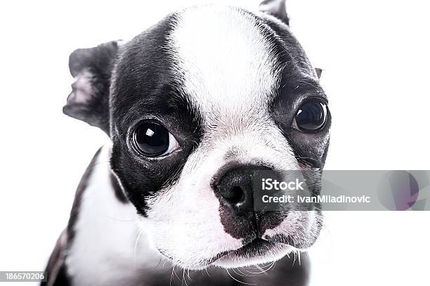 With This Look You Cant Resist Me Stock Photo - Download Image Now - Animal, Boston Terrier, Canine - Animal
