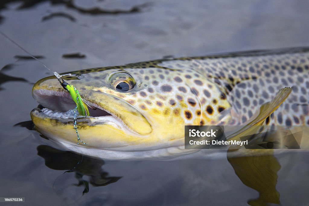 Brown Trout Salmo trutta - Lizenzfrei Neuseeland Stock-Foto