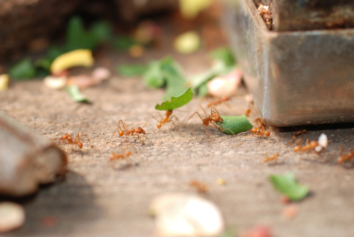Leaf Cutter Ants (atta sp.) carrying leaf - very shallow depth of field