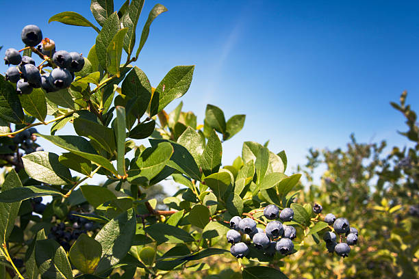 Ripe, Plump Blueberry Clusters on Bush, Ready for Summer Picking Subject: Ripe, plump blueberry cluster bunches on a blueberry bush, ready for summer picking. michigan farmland stock pictures, royalty-free photos & images