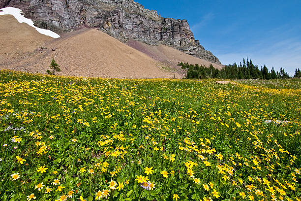 Meadow of Wildflowers Below Mount Clements The Continental Divide is the principal hydrological divide of the Americas. The Continental Divide extends along the Rocky Mountains and Andes, and separates the watersheds that drain into the Pacific Ocean from those that drain into the Atlantic Ocean, Gulf of Mexico and the Caribbean Sea. This meadow of wildflowers was photgraphed by the Hidden Lake Trail near Mount Clements in Glacier National Park, Montana, USA. jeff goulden glacier national park stock pictures, royalty-free photos & images