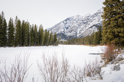Frozen river through a pine forest with a snow-capped mountain in background on a cloudy winter day. Bow River, Banff, AB, Canada.