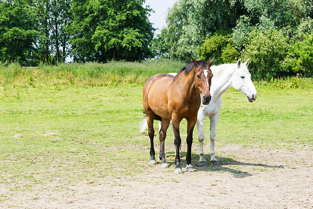 istock herd of horses 186571307