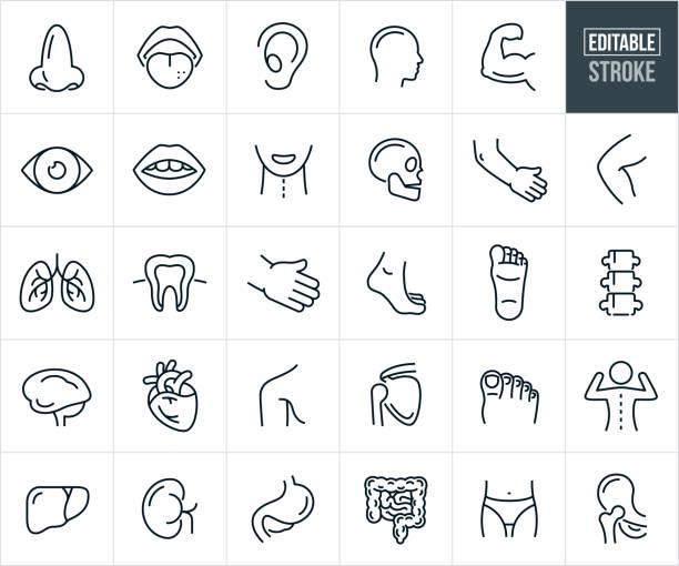 bagian tubuh manusia dan organ ikon tipis - stroke editable - bagian tubuh manusia ilustrasi stok