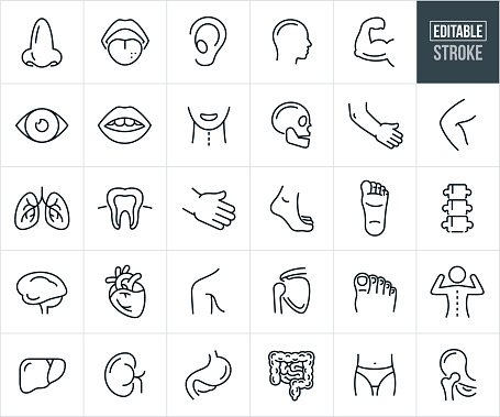 A set of human body parts and organs icons that include editable strokes or outlines using the EPS vector file. The icons include a human nose, mouth with tongue, ear, head, bicep flexing, human eye, mouth, throat, human skull, human arm and elbow, knee, human lungs, tooth, hand, foot, human spine, human brain, heart, shoulder, shoulder blade, toes, human back, liver, kidney, stomach, intestines, hip and hip bone.