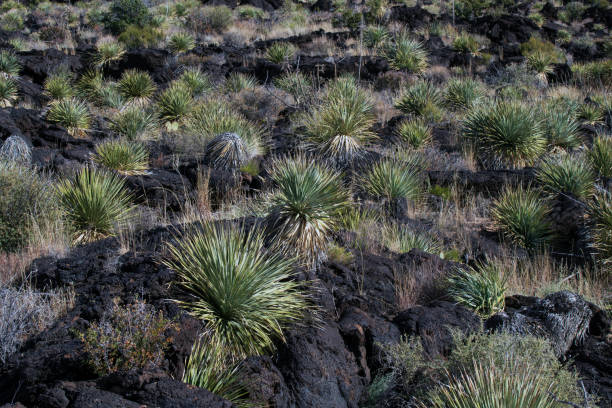 istock Volcanic landscape in New Mexico 1865714071