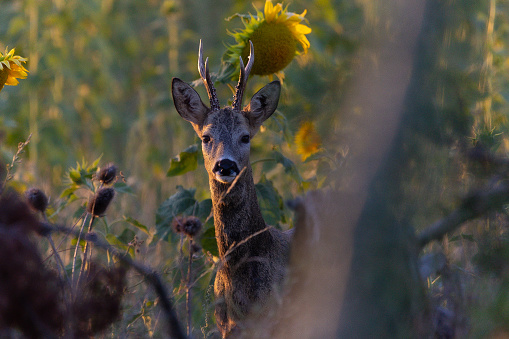 roe deer in the forest with sunflowers in summer watching nature wildlife