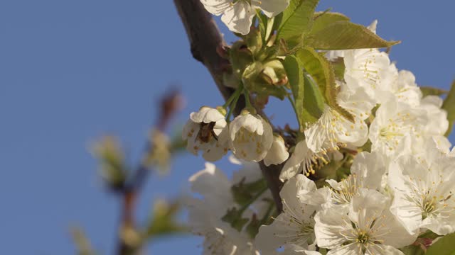 Detailed close-up bee collecting pollen from flower in blossoming apple orchard, slow motion