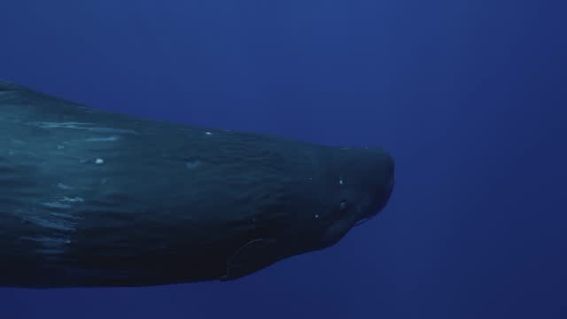 A sperm whale emerges from the deep blue, presenting a brief but mesmerizing encounter, before gracefully returning to the vast expanse of the ocean.