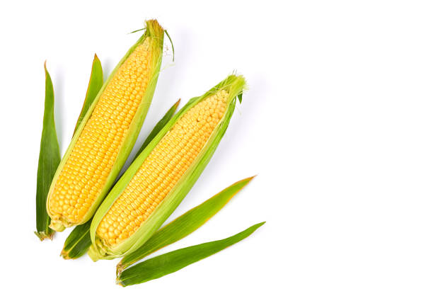 Fresh Corn Cobs Harvest Vegetables. Top View. Green Leaves. Organic natural corn food. Isolated on white background.