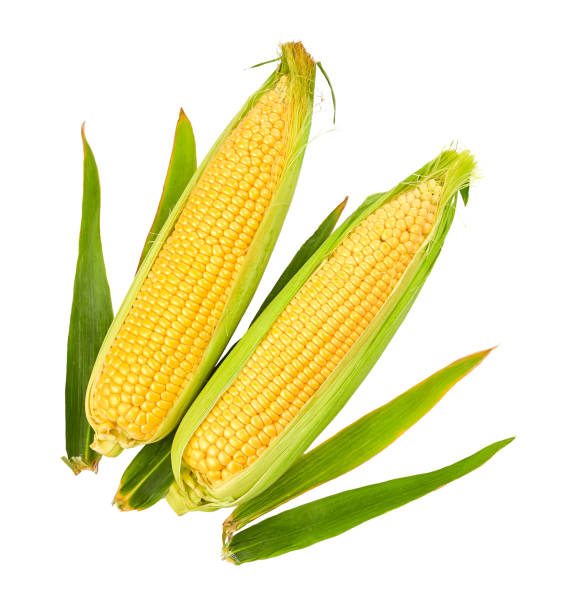 istock Fresh Corn Harvest Vegetables Top View Green Leaf Isolated 1865728816