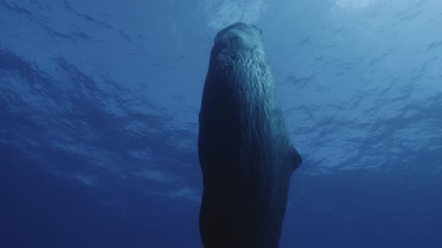 A sperm whale sleeps vertically, like a drifting monolith in the vastness of the ocean.